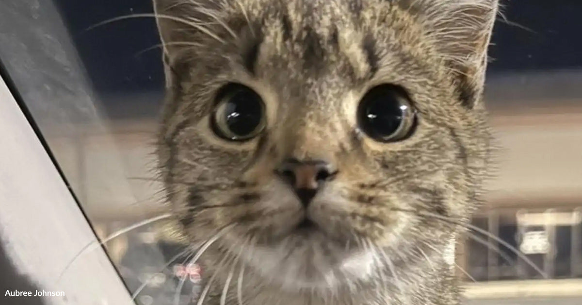 Freezing Kitten Jumps Into Stranger’s Automotive And Chooses Her Ceaselessly Particular person Freezing Kitten Jumps Into Stranger’s Automotive And Chooses Her Ceaselessly Particular person