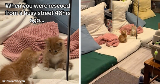 Two small orange kittens sit on a couch near a mirror shortly after being rescued from a busy street.