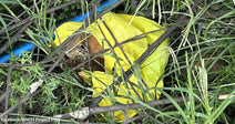 A kitten is trapped inside a yellow plastic bag tangled in brush and branches.