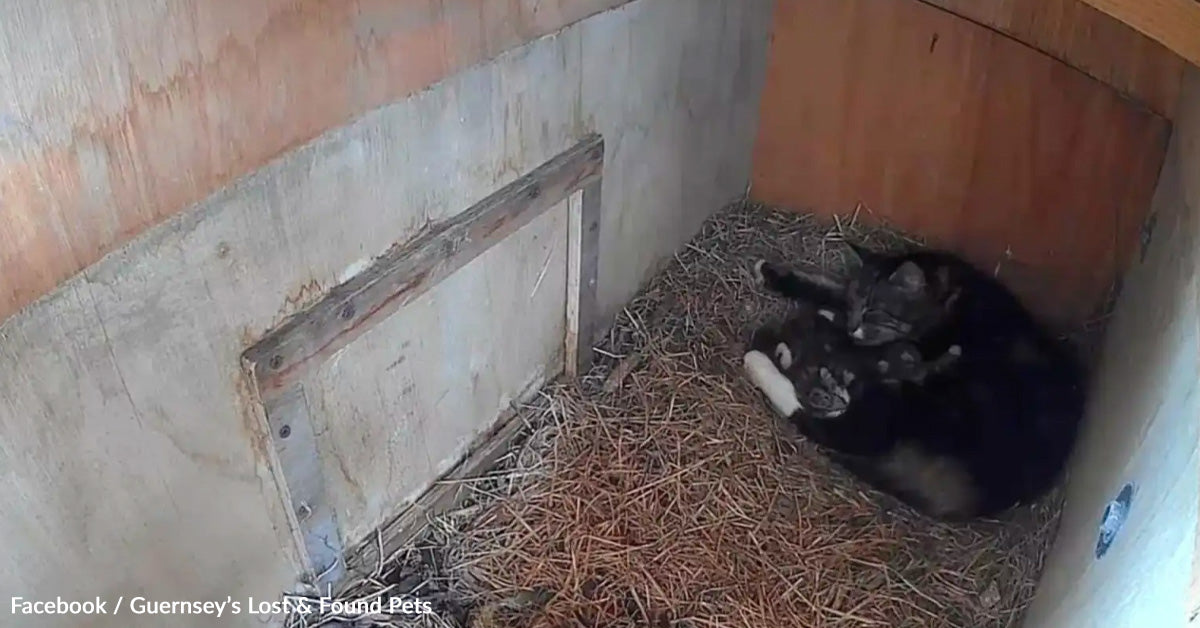 Rescuers Rush To Save Kittens Discovered In An Owl Nesting Field Rescuers Rush To Save Kittens Discovered In An Owl Nesting Field