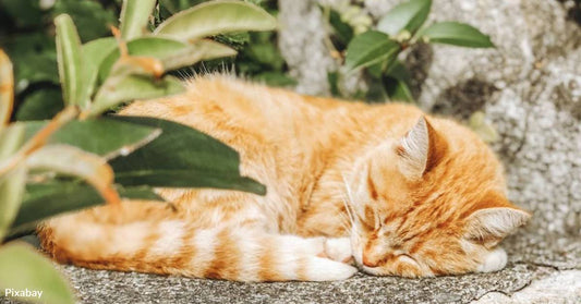 Terrified Kitten Begs Strangers For Help After Being Left To Freeze