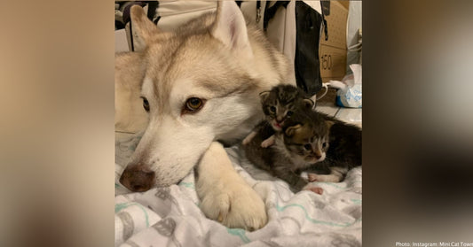 Doting Husky Adopts Orphaned Kittens Desperate For A Mother's Love