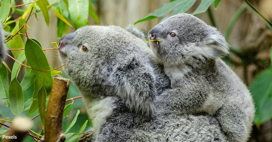 The Cruel Reality Behind Koala Cuddling Revealed
