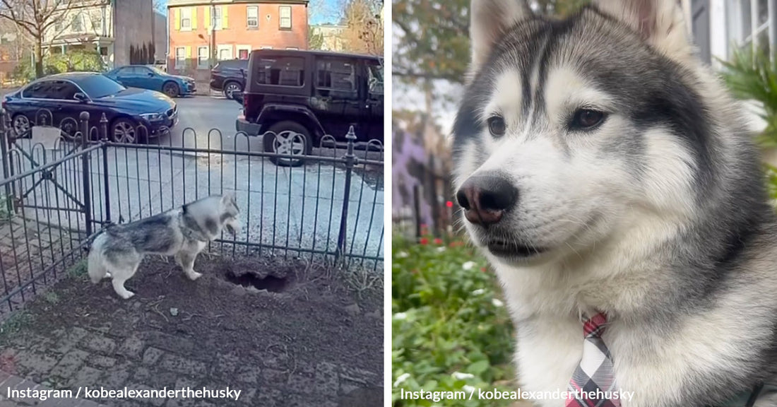 Hero Husky Kobe Unearths Deadly Gas Leak Saving Entire Philadelphia Block