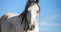 Loose Horse Shot and Killed Outside Police Department