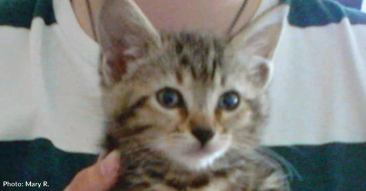 Kitten Fished Out of Trashcan Ends Couple's 'No More Animals' Pledge