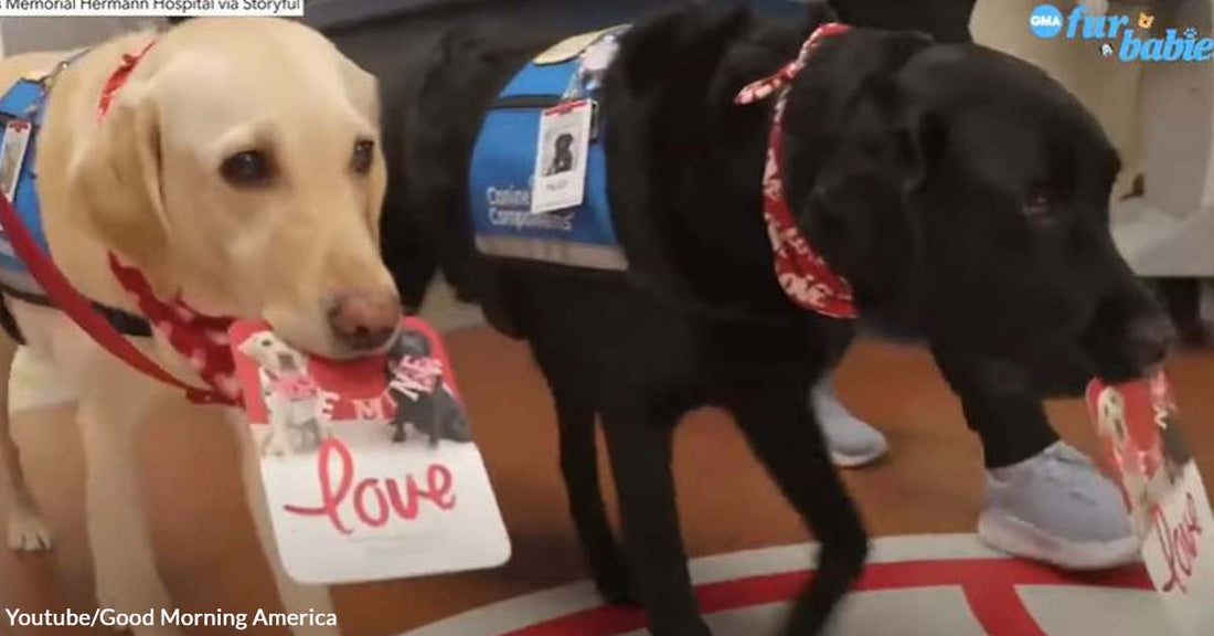 Hearts Are Happy at a Children’s Hospital After Receiving Valentine’s Day Cards from Sweet Labradors