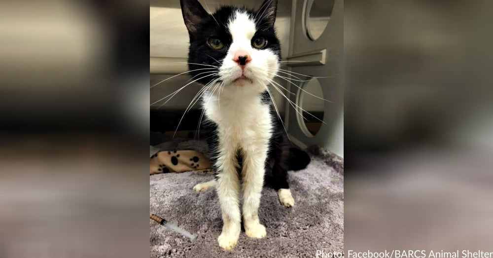 Senior Cat Dumped At Shelter For Having A Few Accidents In The House