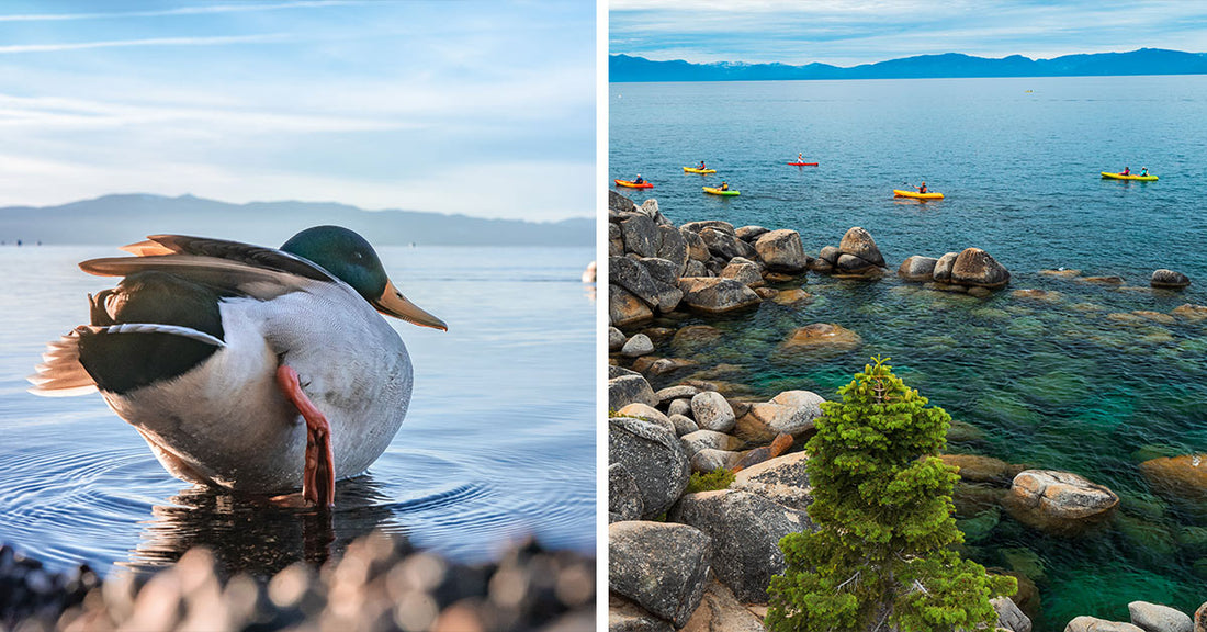 Split image showing a mallard duck standing in shallow lake water beside kayakers paddling along a rocky Lake Tahoe shore.