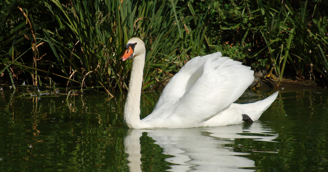 Grieving Papa Swan Parents His Babies Alone In Heartbreaking Viral Photo