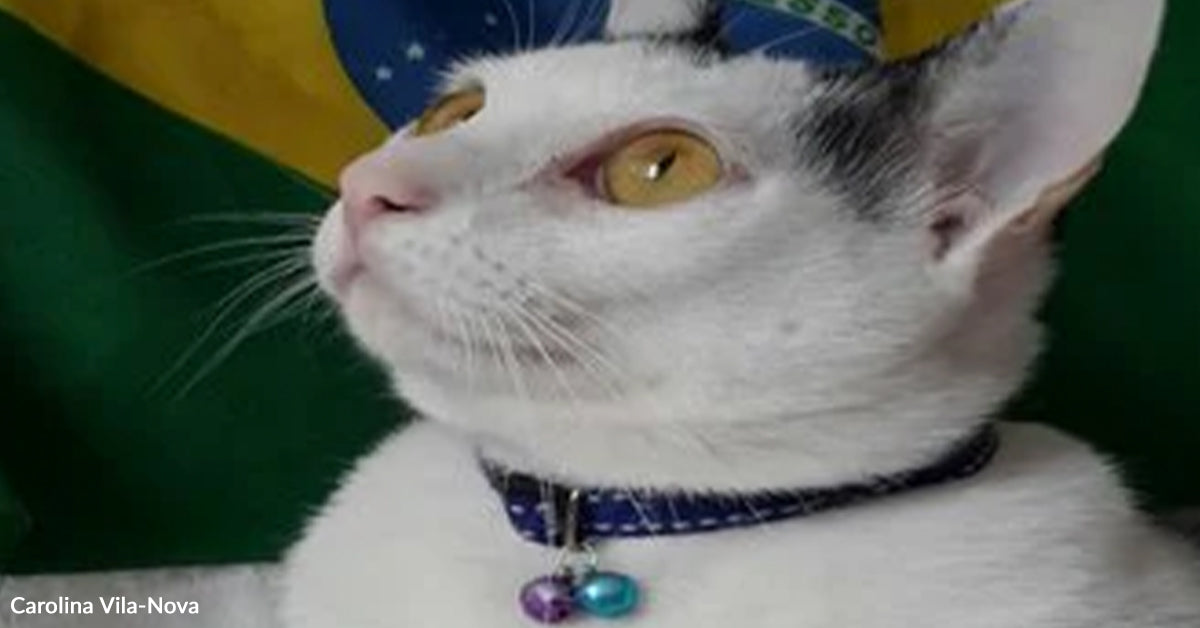 Laotian Kitten Introduced Residence to Brazil by Couple Who Rescued Him in Luang Prabang Laotian Kitten Introduced Residence to Brazil by Couple Who Rescued Him in Luang Prabang