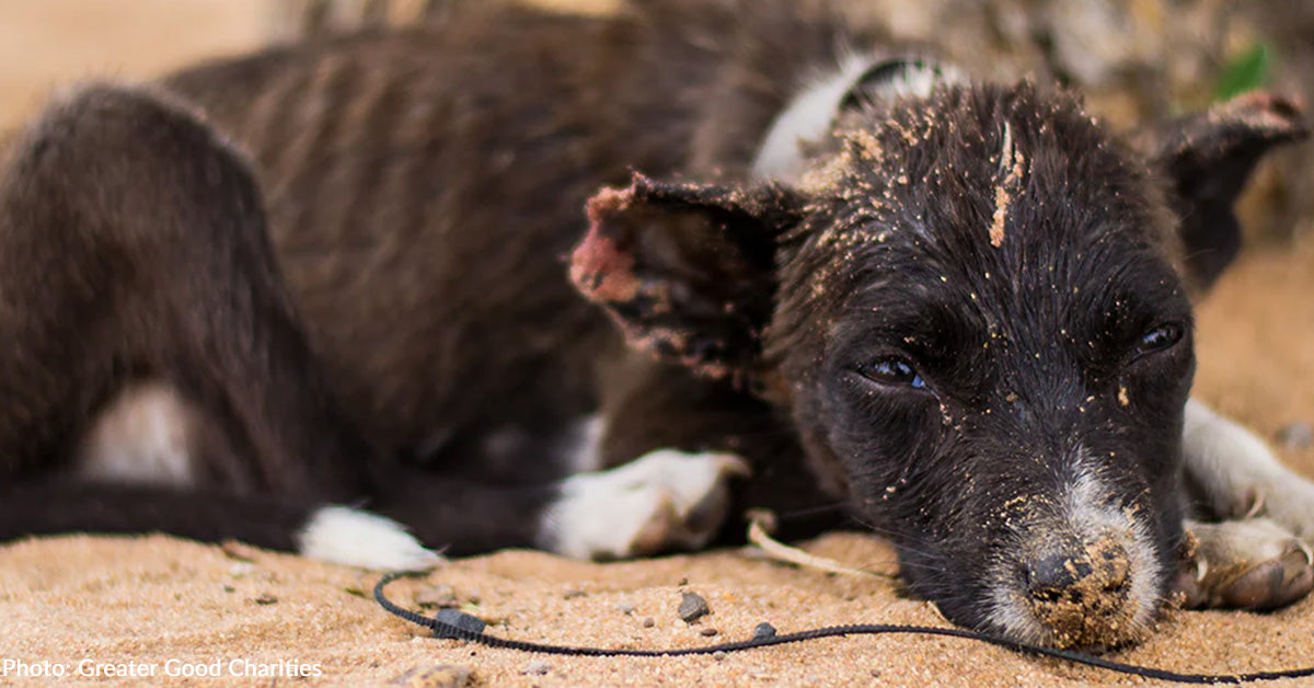 Hundreds of Dogs and Cats Rescued from Heartbreaking Situation in LA ...