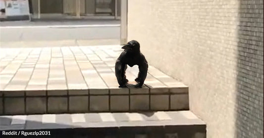 Video Of A Bird That Looks Like A Gorilla Captivates Reddit