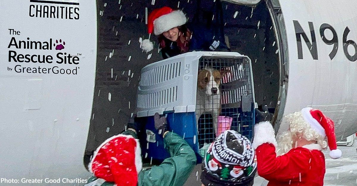 The Last Flight to Freedom of 2025 Lands Safely in New Jersey | The Animal Rescue Site