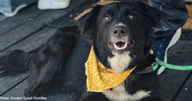 large black and white dog with yellow bandana resting on porch