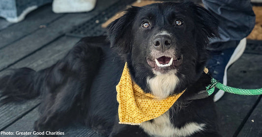 large black and white dog with yellow bandana resting on porch