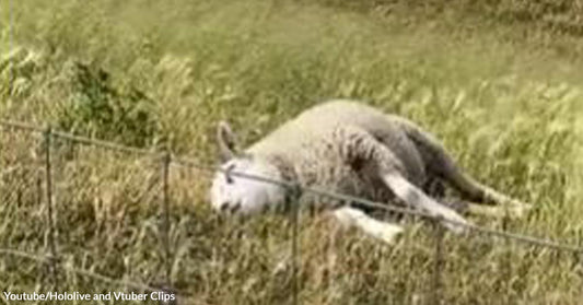 Netizens Couldn’t Help But Relate to This Video of a Lazy Sheep Lying Around Eating