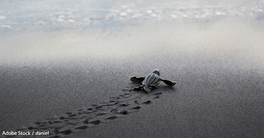 Threatened by Plastic Pollution and Habitat Destruction, the Leatherback Turtle Needs Our Help