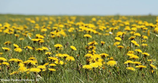 Why You Should Leave Dandelions In Your Yard