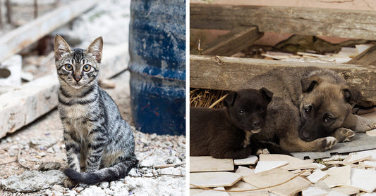 Split image showing a kitten in rubble on one side and two puppies resting among debris on the other.