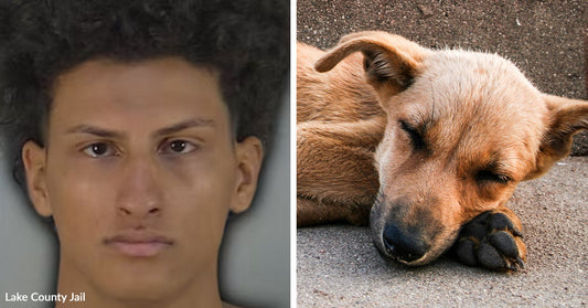 Left: Young man in a mugshot; Right: Thin dog lying on pavement with eyes closed.
