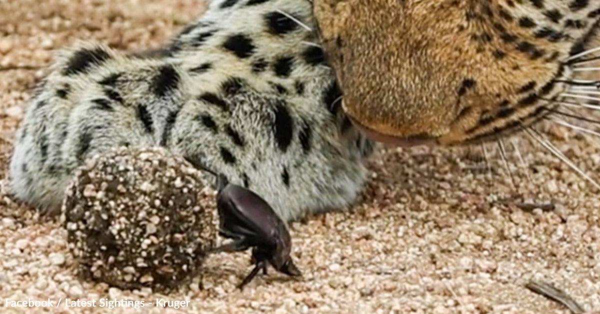 Leopard Stops in Her Tracks When a Tiny Dung Beetle Steals the Highlight