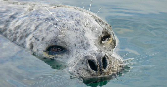 Leopard Seals Sing Haunting Songs That Mirror Human Nursery Rhymes