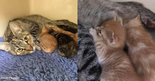 Mother Cat Keeps Her Kittens Alive Despite Having a Severed Spine