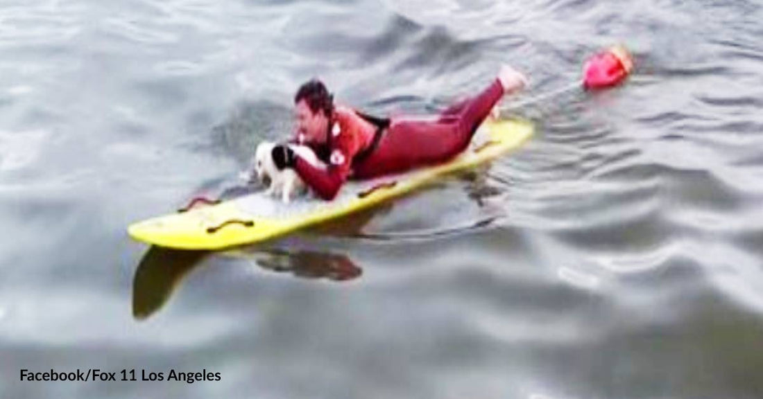 Lifeguards Save Dog Who Swam into the Ocean in Fear