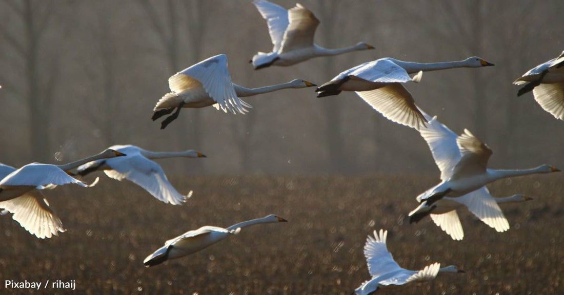 Light Pollution is Drawing Migrating Birds to Cities, Placing Them in a Possible 'Ecological Trap'