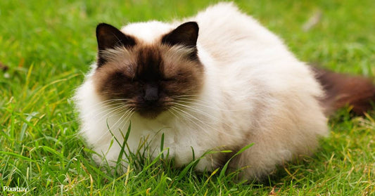 Himalayan Cat That Was Abandoned Due to Grooming Requirements Finds Loving New Home