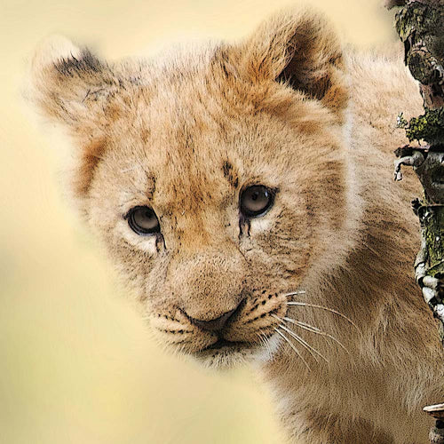 Save Innocent Lion Cubs From Exploitation In Restaurants