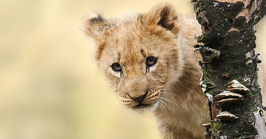China’s Latest Dining Experience Exploits Lion Cubs for Viral Media Photos