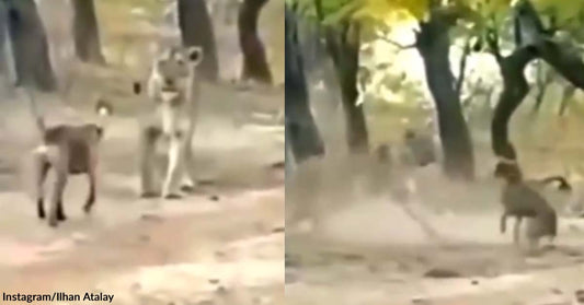 Lion Shockingly Backs Down After a Dog Chased It Away with Courageous Barks