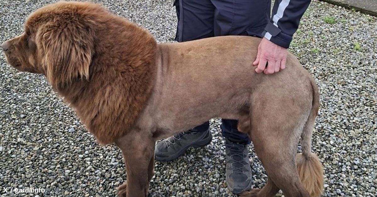Irish City Panics as “Lion” Roaming Woods Turns Out to Be Canine Named Mouse