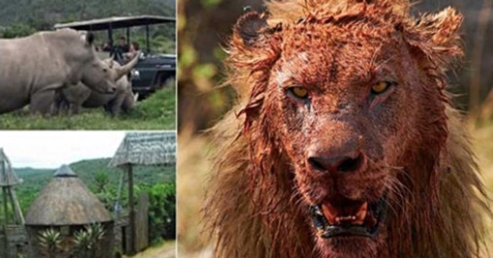 Three ‘Rhino Poachers’ Eaten By Lions After Breaking In To South African Game Reserve