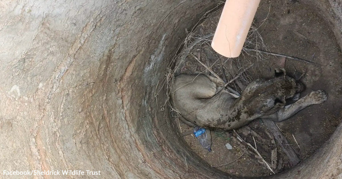 Overhead view of a lioness stranded at the bottom of a vertical dirt shaft with a pipe protruding from the wall.