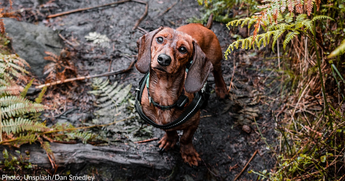 Bosco This Tiny Sausage Dog Loves Finding And Carrying Big Sticks