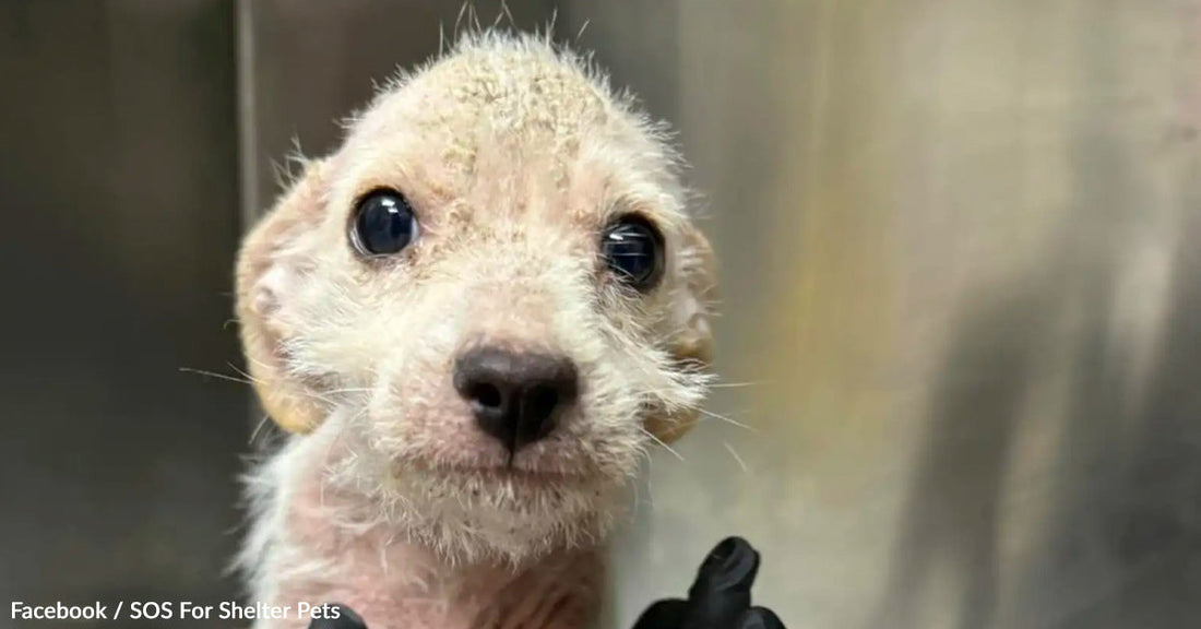 Close-up of a young, scruffy puppy with large, expressive eyes.
