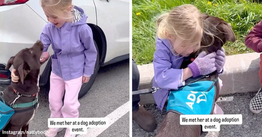 Smiling young girl pets a brown dog beside a parked car, both making eye contact during an adoption event.