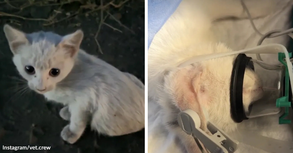 Vets Spot An Injured Kitten On A Dark Road And Turn A Night Of Horror ...
