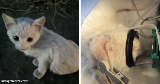 Tiny white kitten outdoors is paired with a veterinary scene showing the kitten under anesthesia with an oxygen mask and monitoring clip.