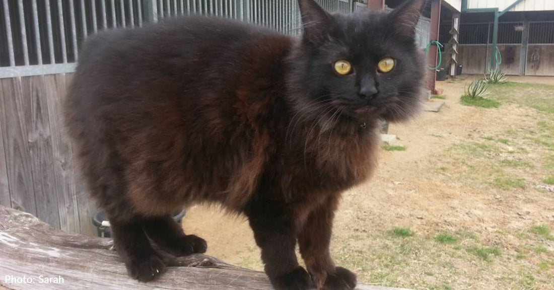 Weeks After Cat Gets Adopted, He Escapes, Somehow Surviving a Major Highway Crossing