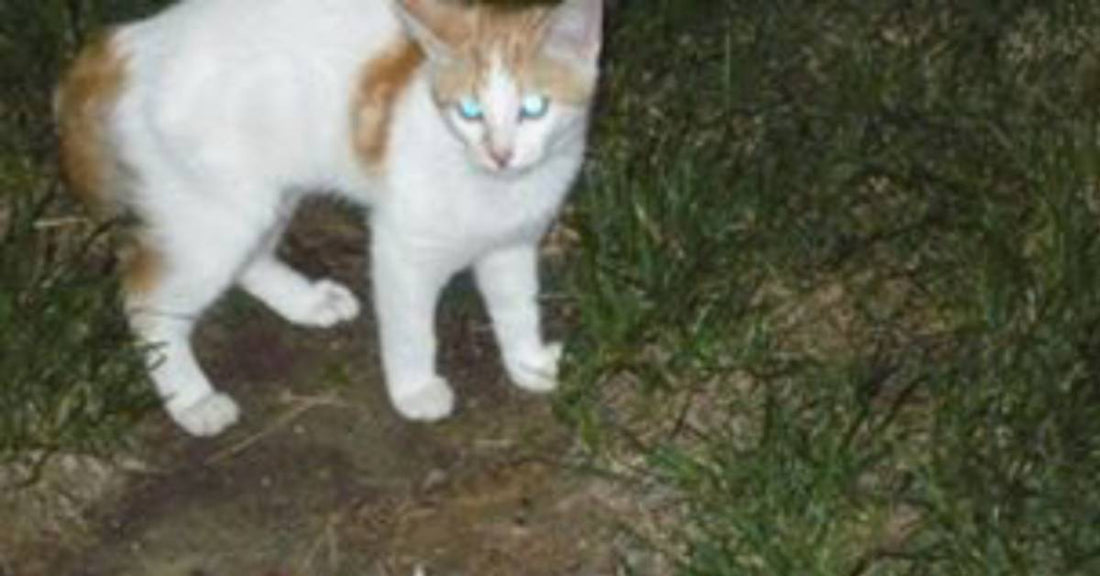 Kitten Appears in Yard the Week the Homeowners Bury Their Son