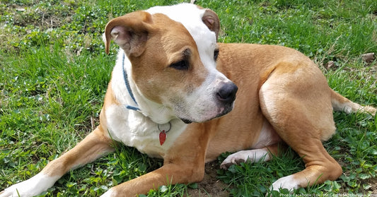 Loki, The Gentle Mischievous Pittie