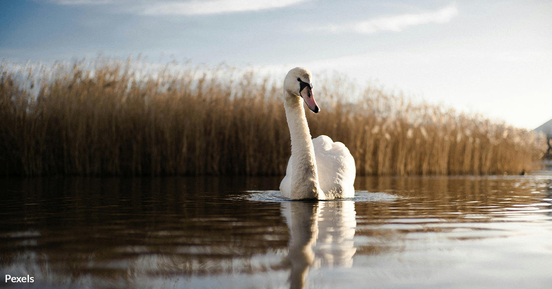 Orlando Couple Transforms Backyard into Swan Sanctuary After Heartwarming Rescue