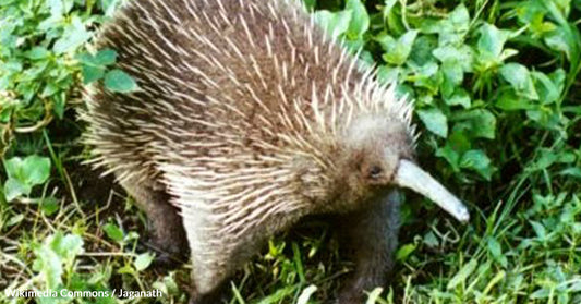 Researchers Triumph in Rediscovering Long-Lost Echidna After Six Decades