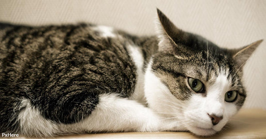 You’ll Love Growing Old With These Cat Breeds With The Longest Life Spans