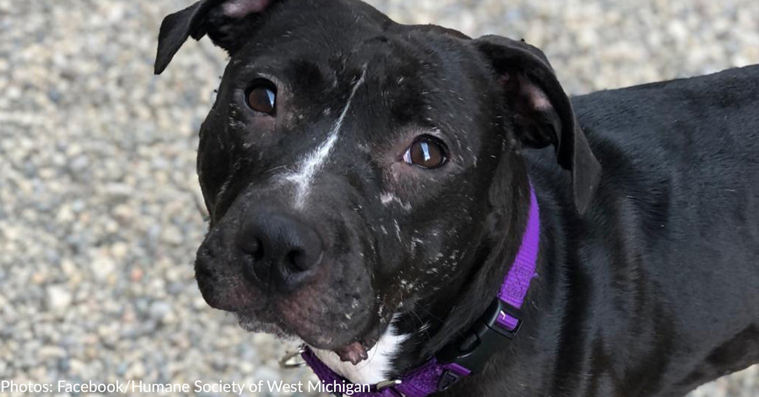 Longest-Stay Dog At Michigan Shelter Finds Her Forever Home