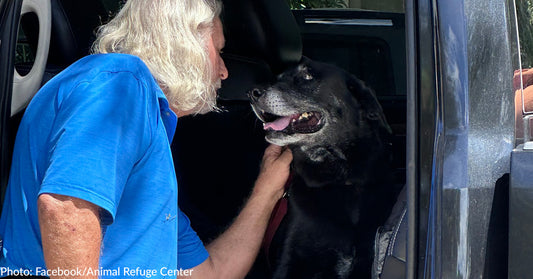 Senior Lab Mix Finally Finds Her Person After Nearly 10 Years In Shelter